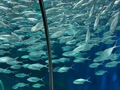 -上海海洋水族馆