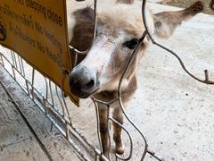 -清迈夜间动物园