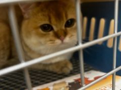 -瑞派康怡24h宠物医院·犬猫医疗中心·微创绝育(瑞景分院)