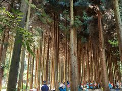 -武陵山森林公园