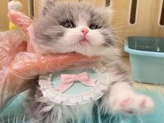 -momokira米努特·德文卷毛猫·棉花面纱犬