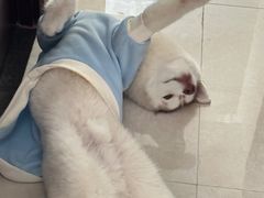 -爱侣宠医·鹦鹉专科·小型哺乳类·异宠专科(灵石路店)