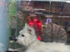 -FAELING PETS美天灵宠物(合生汇店)