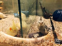 -momokira米努特·德文卷毛猫·棉花面纱犬