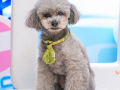 -帕帕拉兹宠物(亚洲旗舰店)