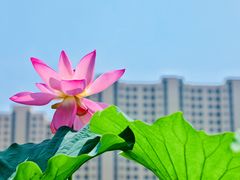 -前关湿地公园