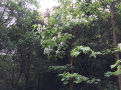 -火炉山森林公园