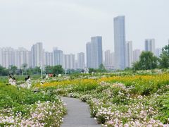 -洋湖国家湿地公园