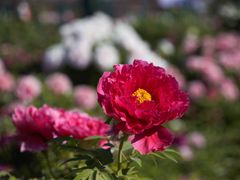 -曹州百花园