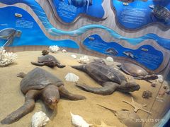 -广东惠东海龟国家级自然保护区