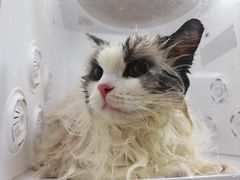 -老吴的猫·猫舍(新区店)