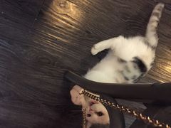 -吉丁鸟咖·异宠·寄养