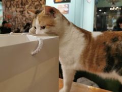 -猫小院猫主题餐厅(三里屯店)
