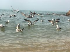 -海驴岛(荣成市)