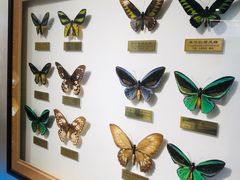 -上海昆虫博物馆