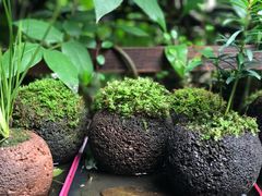 -植觉