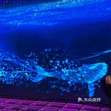 梦幻水晶球🔮内就餐是什么体验❓