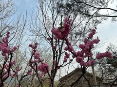 -香山公园