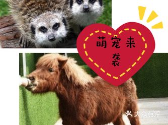 萌宠来袭，天气暖和了小动物也出动了，让我们去亚马逊公