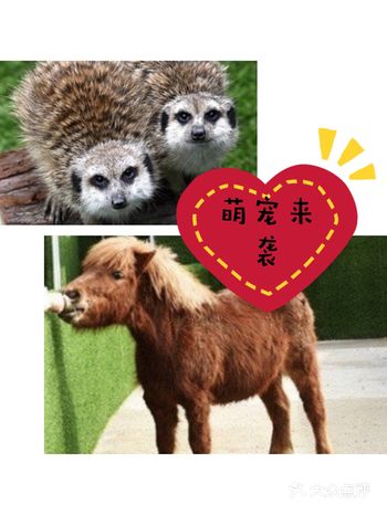 萌宠来袭，天气暖和了小动物也出动了，让我们去亚马逊公