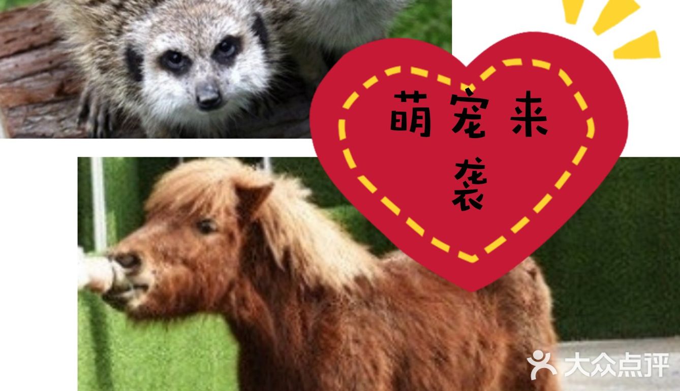萌宠来袭啦