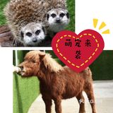 萌宠来袭啦