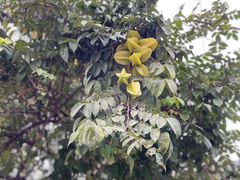 -西双版纳傣族园