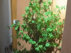 -泰·菩提树下[泰式按摩x精油SPAx肩颈头疗](新景店)