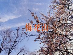-梅花山(明孝陵内)
