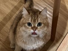 -滚猫咖啡·猫咖·猫友好撸猫(未来城店)