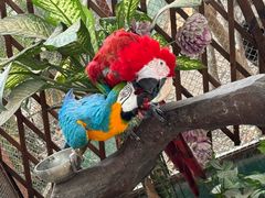 -西双版纳傣族园