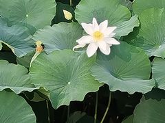 -莲池书院博物馆