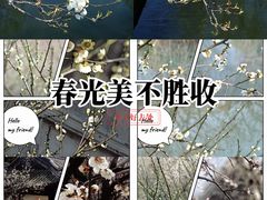 -香雪海