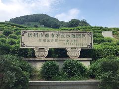 -十八棵（老龙井）御茶园(老龙井店)