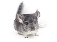 -龙猫仔乐园(惠福东路店)