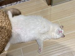 -momokira米努特·德文卷毛猫·棉花面纱犬