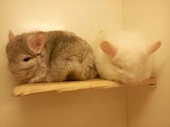 -龙猫仔乐园(惠福东路店)