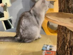 -豆逗聊愈猫阁Easy Life