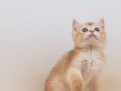 -十年猫舍·猫咪专门店(普陀店)
