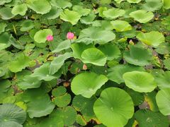 -呼兰河口湿地公园