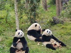 -成都动物园