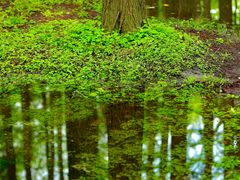 -上海共青森林公园