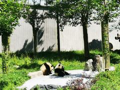 -卧龙中华大熊猫苑神树坪基地