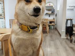 -柴迷FANS CLUB·柴犬狗咖·猫咖