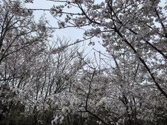 -大蜀山国家森林公园