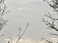 -香雪海