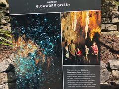 -怀托摩萤火虫洞