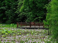 -白鹭湾湿地公园
