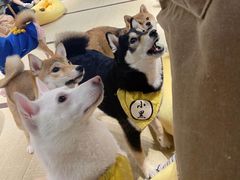 -逗柴咖啡屋·狗咖猫咖宠物桌游