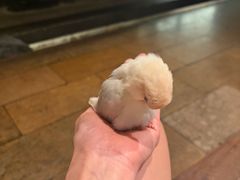 -上井料理黑金店(IFS国金中心店)